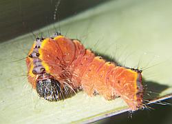 caterpillar