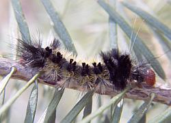 caterpillar