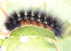 tiger moth caterpillar