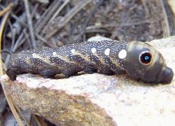 falcon sphinx caterpillar