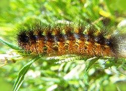 caterpillar