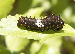 Caterpillar