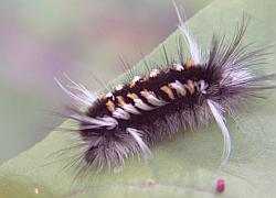 hornworm and fly