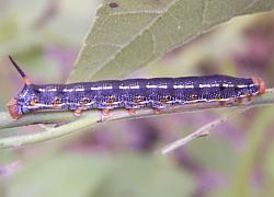 caterpillar