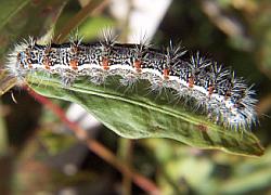 caterpillar