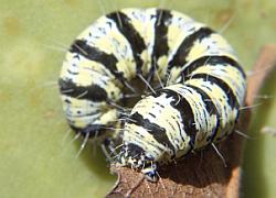 caterpillar