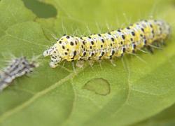 caterpillar