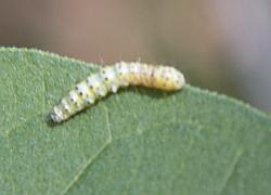 caterpillar