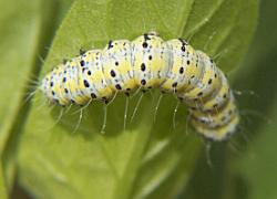 caterpillar