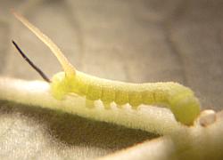 stage 2 hornworm