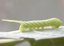 stage 3 hornworm