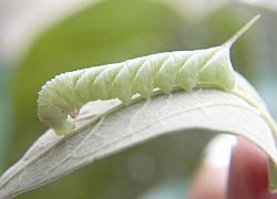 stage 4 hornworm