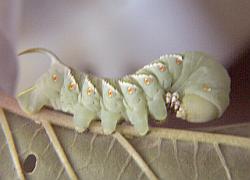 stage 5 hornworm