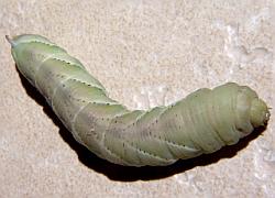 stage 5 hornworm