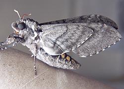 moth