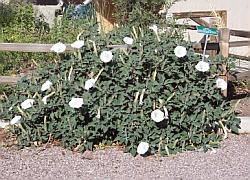 datura plant - host for caterpillars