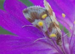 Tiny brown and gray moth