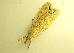 small moth