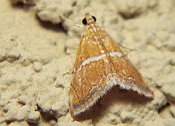 a tiny orange moth