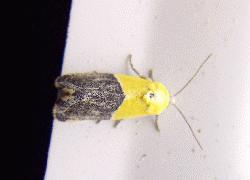 a yellow and black moth