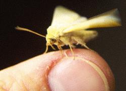 small moth on my thumb