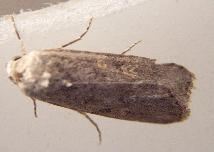 a tiny narrow moth