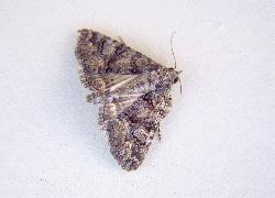 small moth