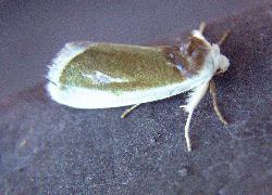 small moth