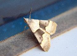 small moth