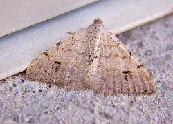 small moth