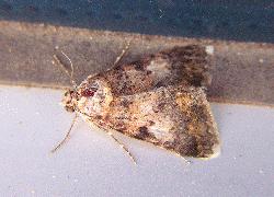 small moth