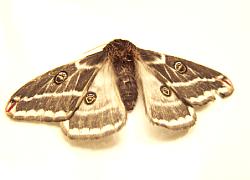 moth