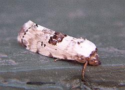 moth