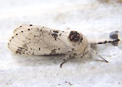 moth