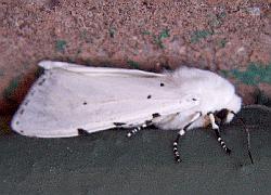 moth