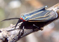 Ctenucha venosa moth