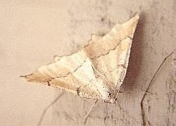 micromoth