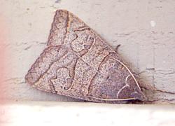 moth