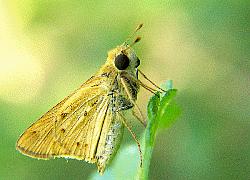 Fiery Skipper