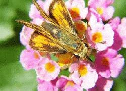 Sonora Skipper