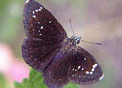 Common Sootywing