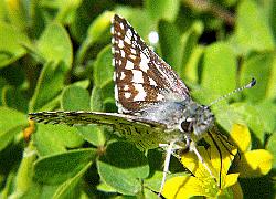 White/Checkered Skipper