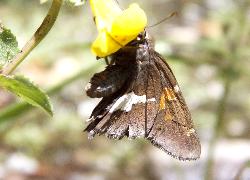 Silver-spotted skipper