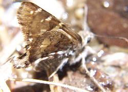 Short-tailed skipper