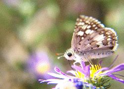 white checkered skipper