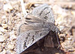 Sleepy Duskywing