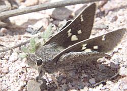 Sheep Skipper