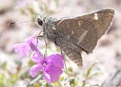 White-barred Skipper