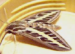 White-Lined Sphinx