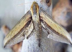 falcon sphinx moth